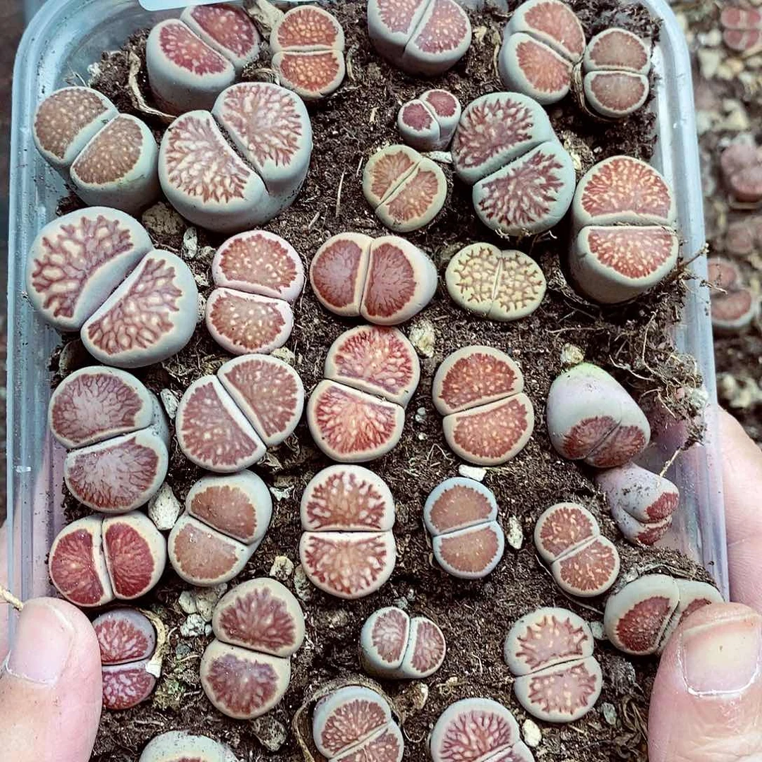 我还想再等十分钟144