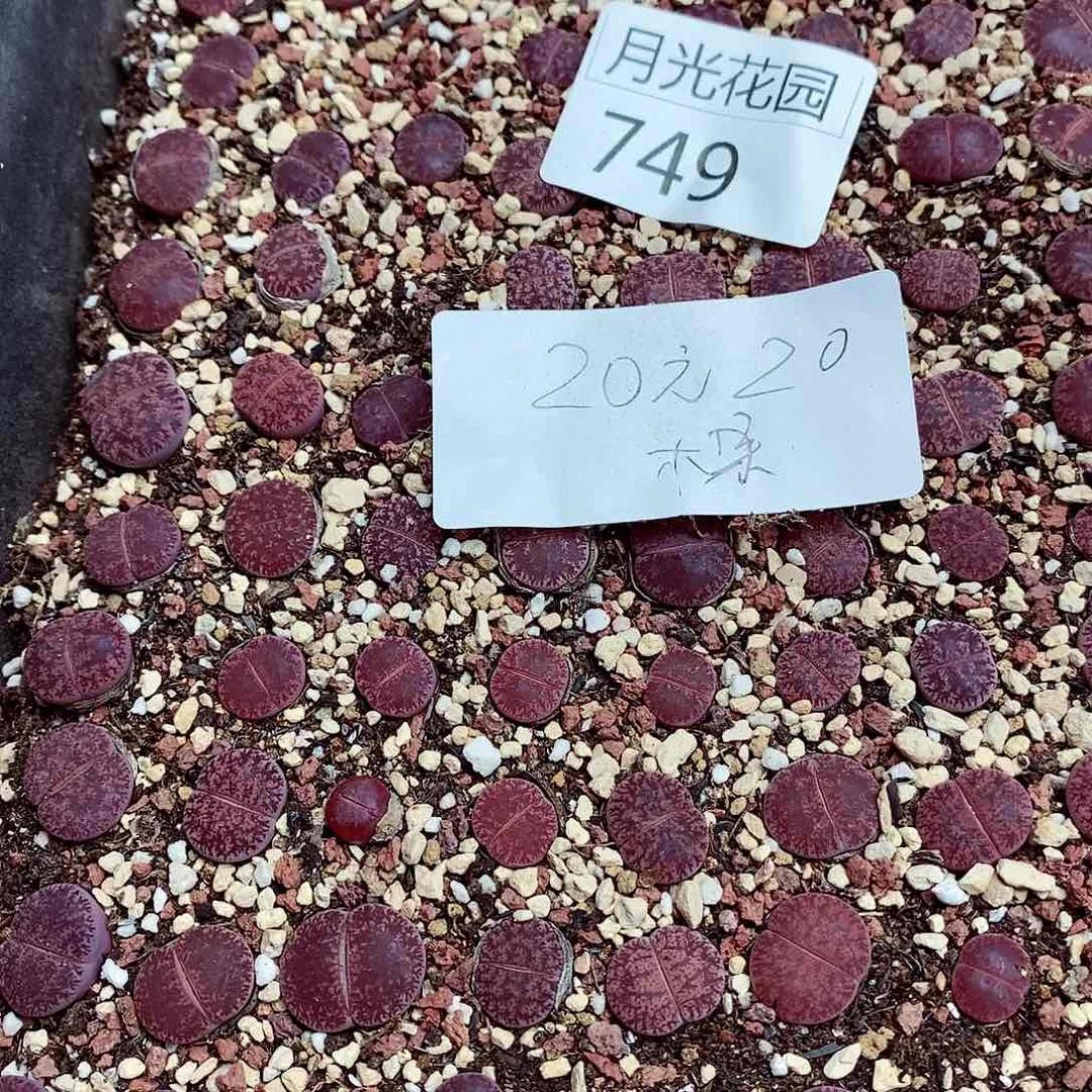 我是第一百个为妖刀应援749