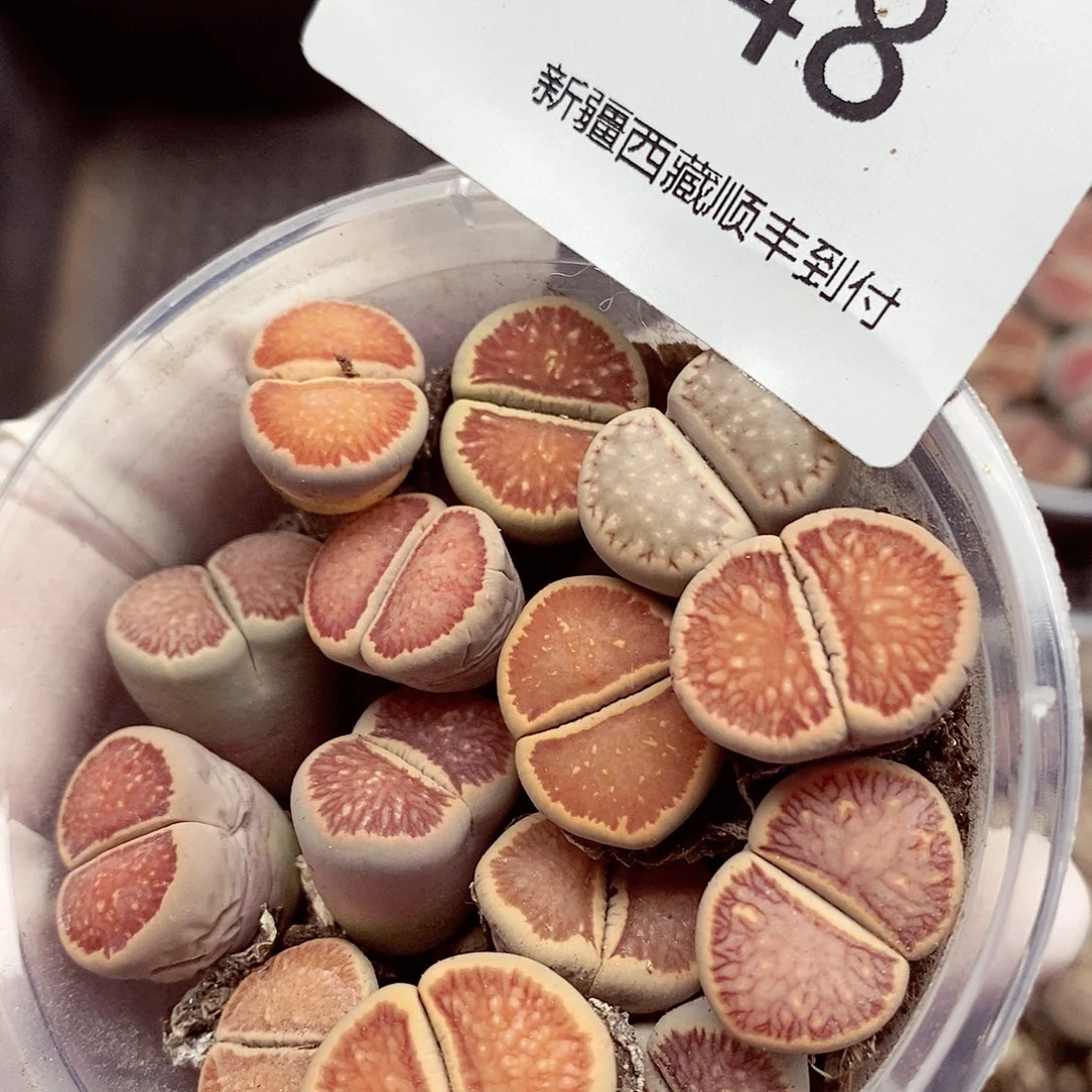 我还想和他们748