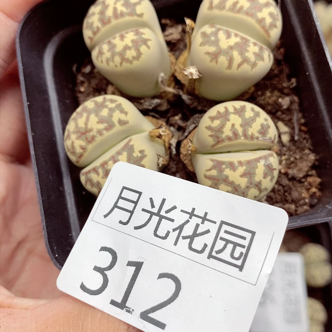 我是第一百个为妖312