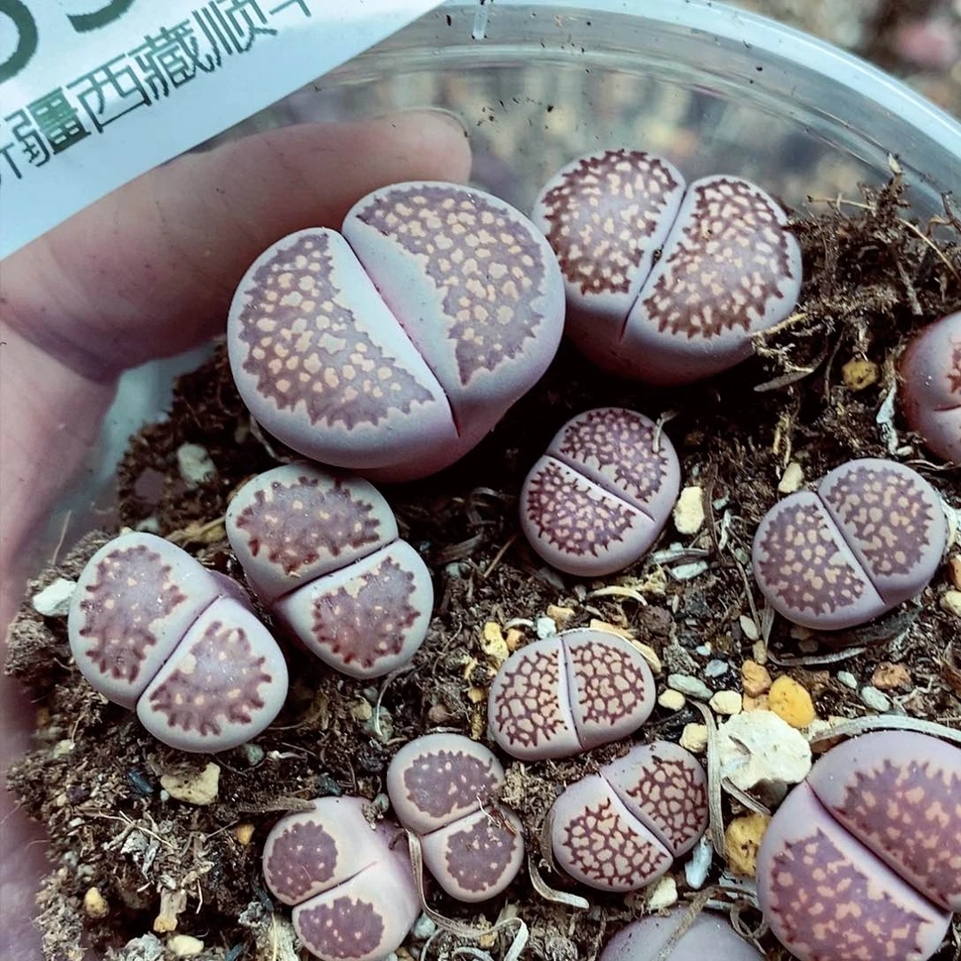 我要看电影啦嘻嘻这必须336