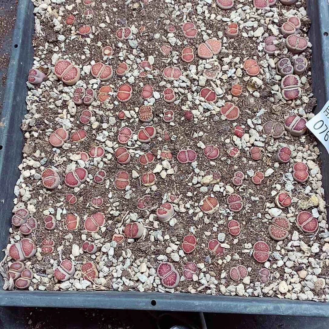 我是第一百个为妖刀应援076