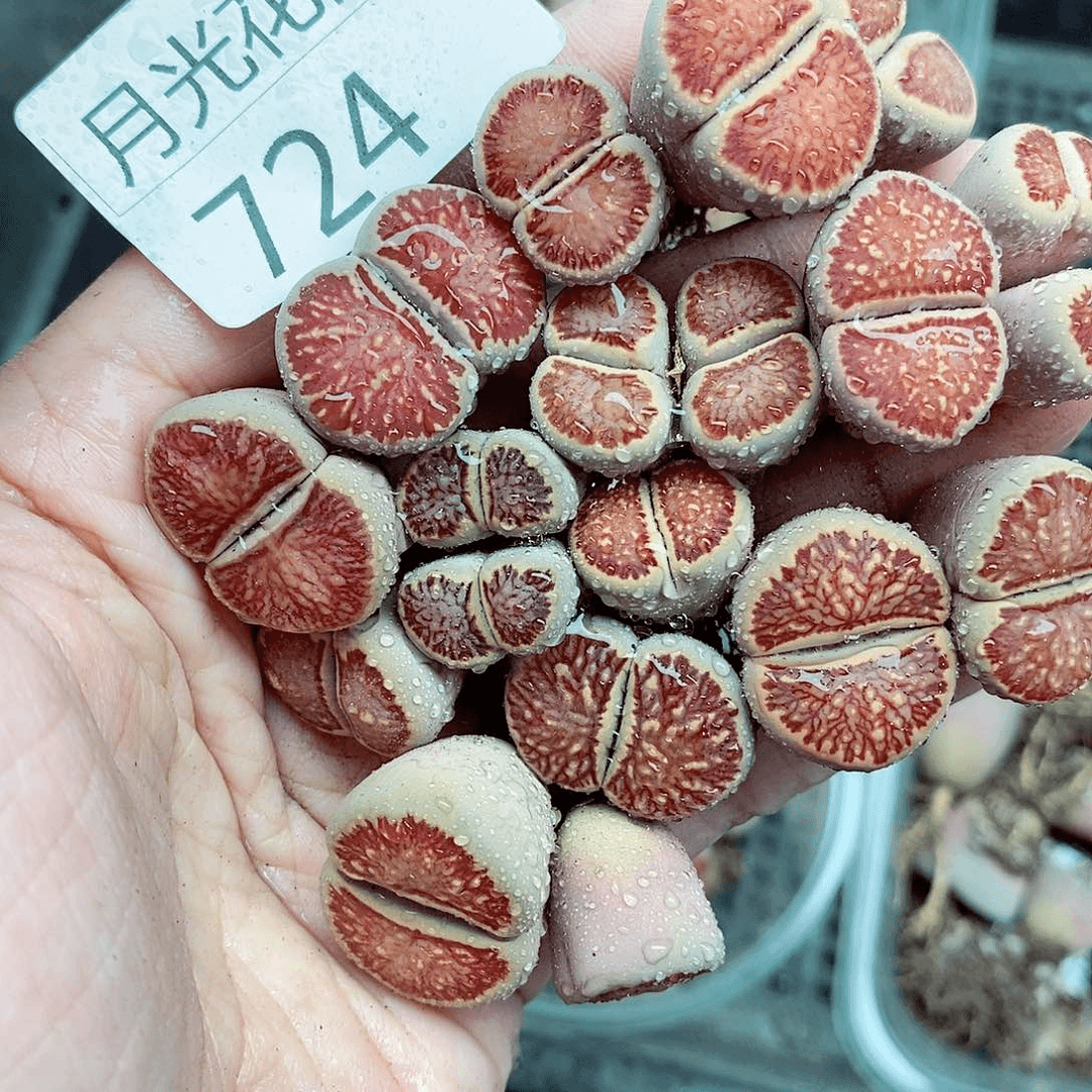 我是第一百个为妖刀应援724