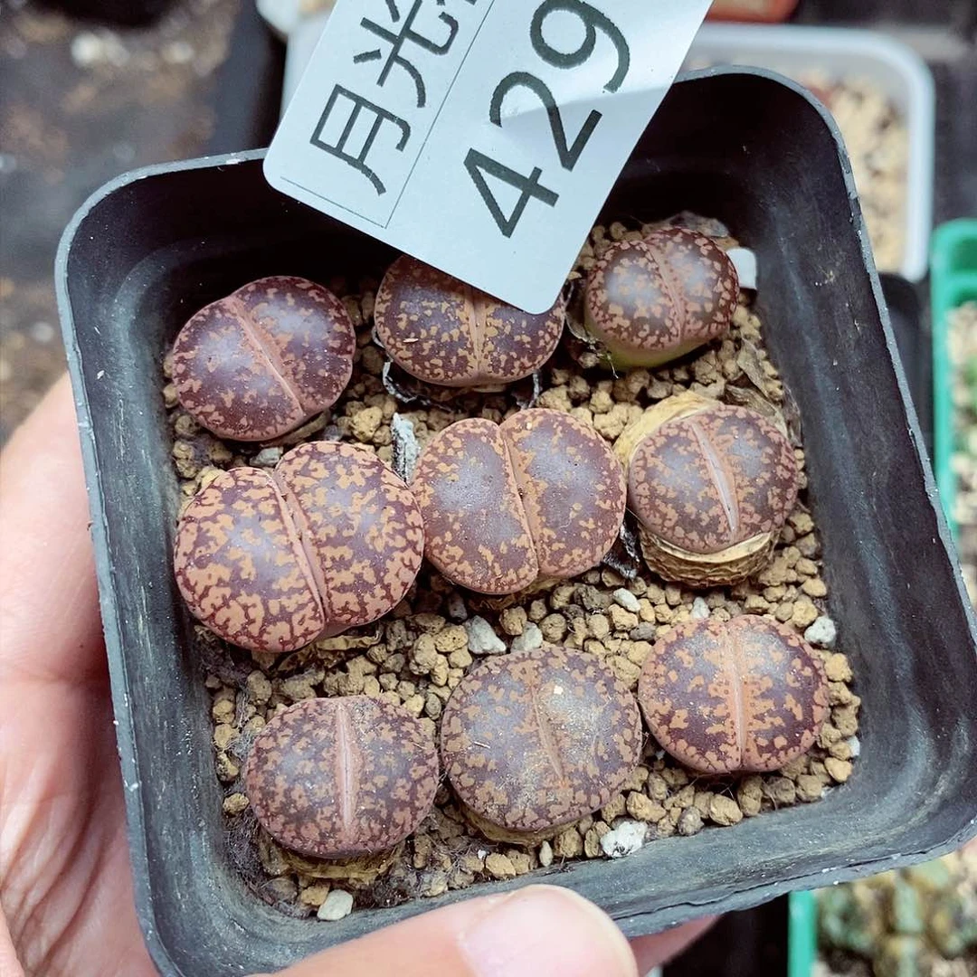 我是第一百个为妖刀应援429