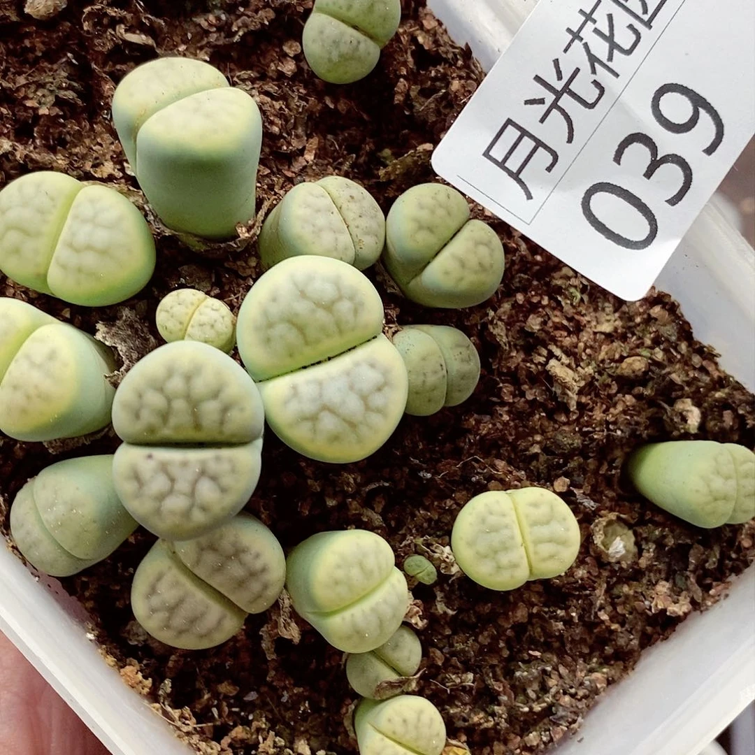 是****。我还不确定了我明天下午039