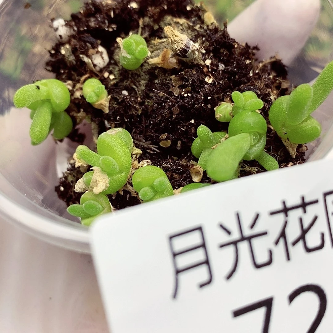 高*我还想和他们出去逛逛729