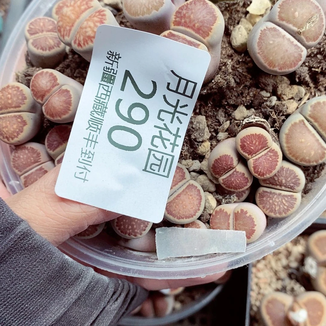 我还想和他们出去逛逛逛290