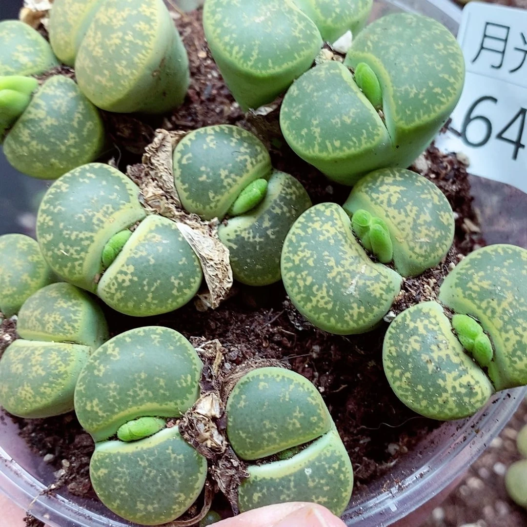 我说怎么那么难呀640