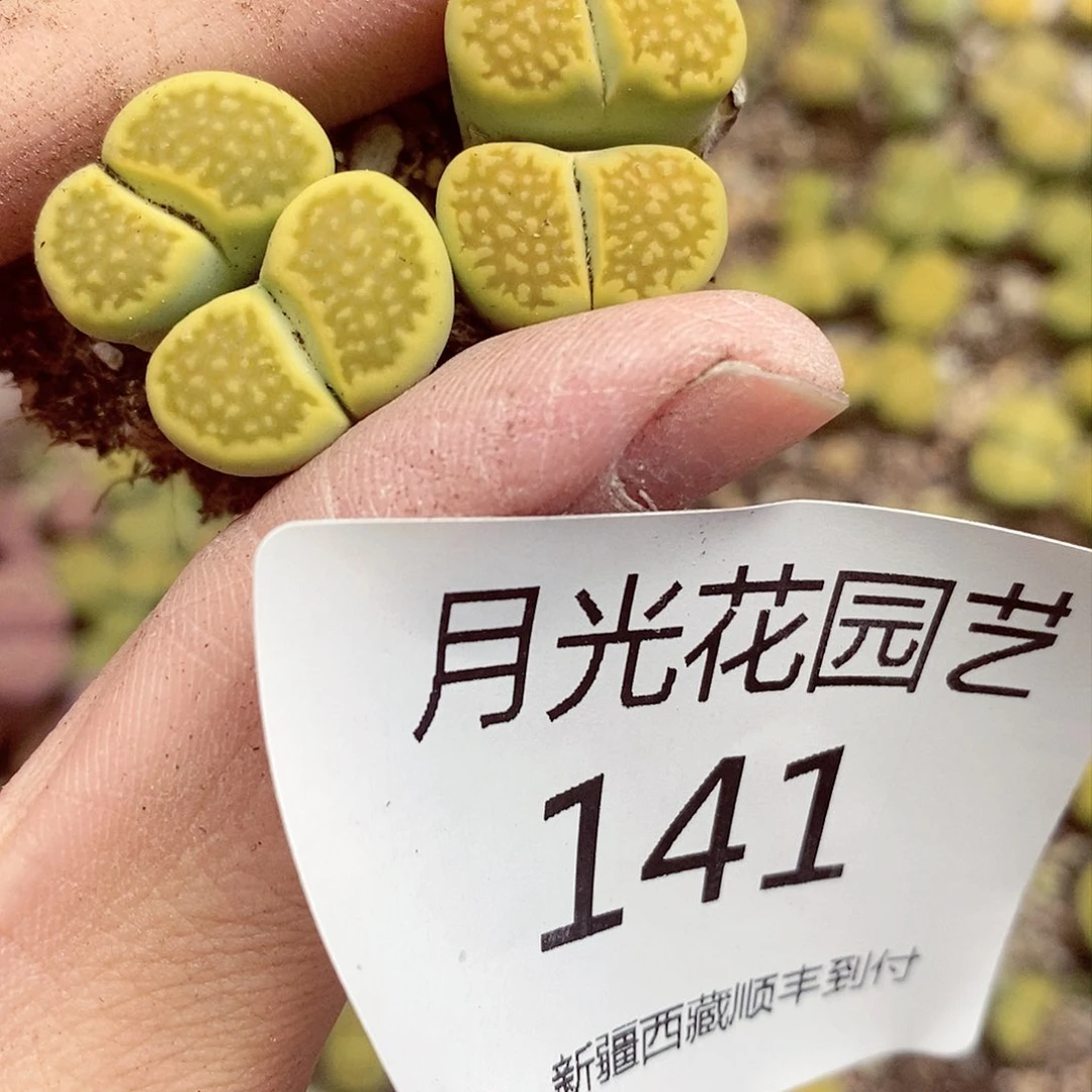 我在开会的地方给她汇报141