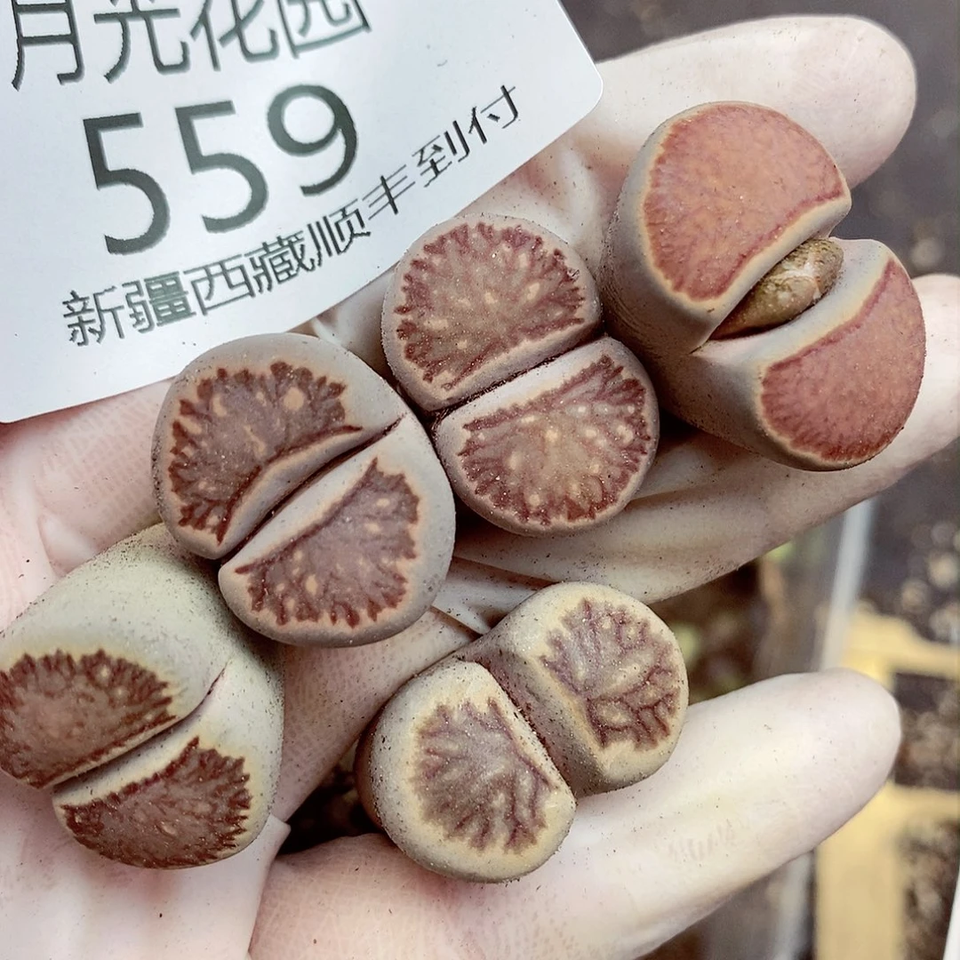 栀我还想和他们出去逛逛逛559