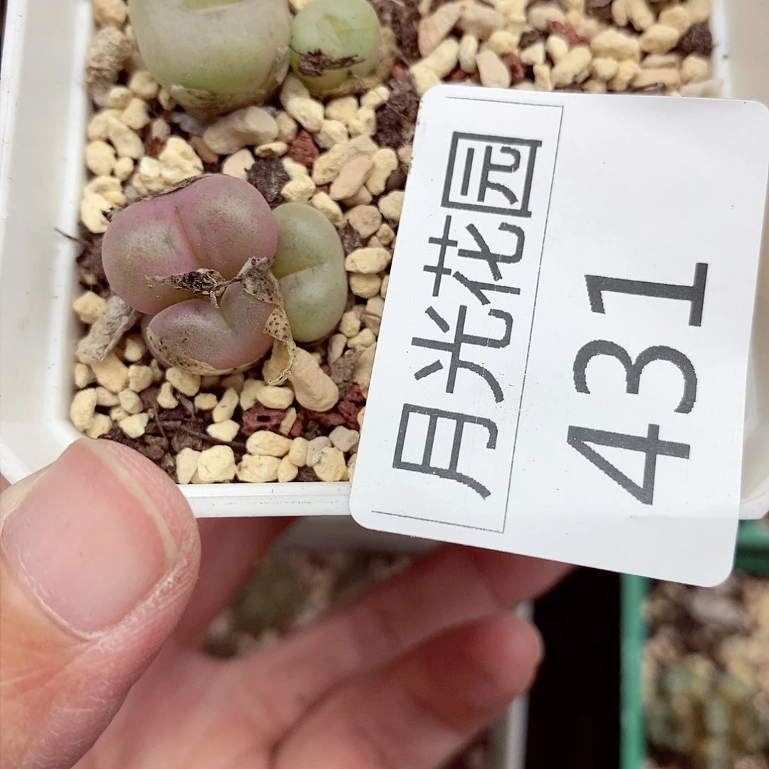 我是第一百个为妖431