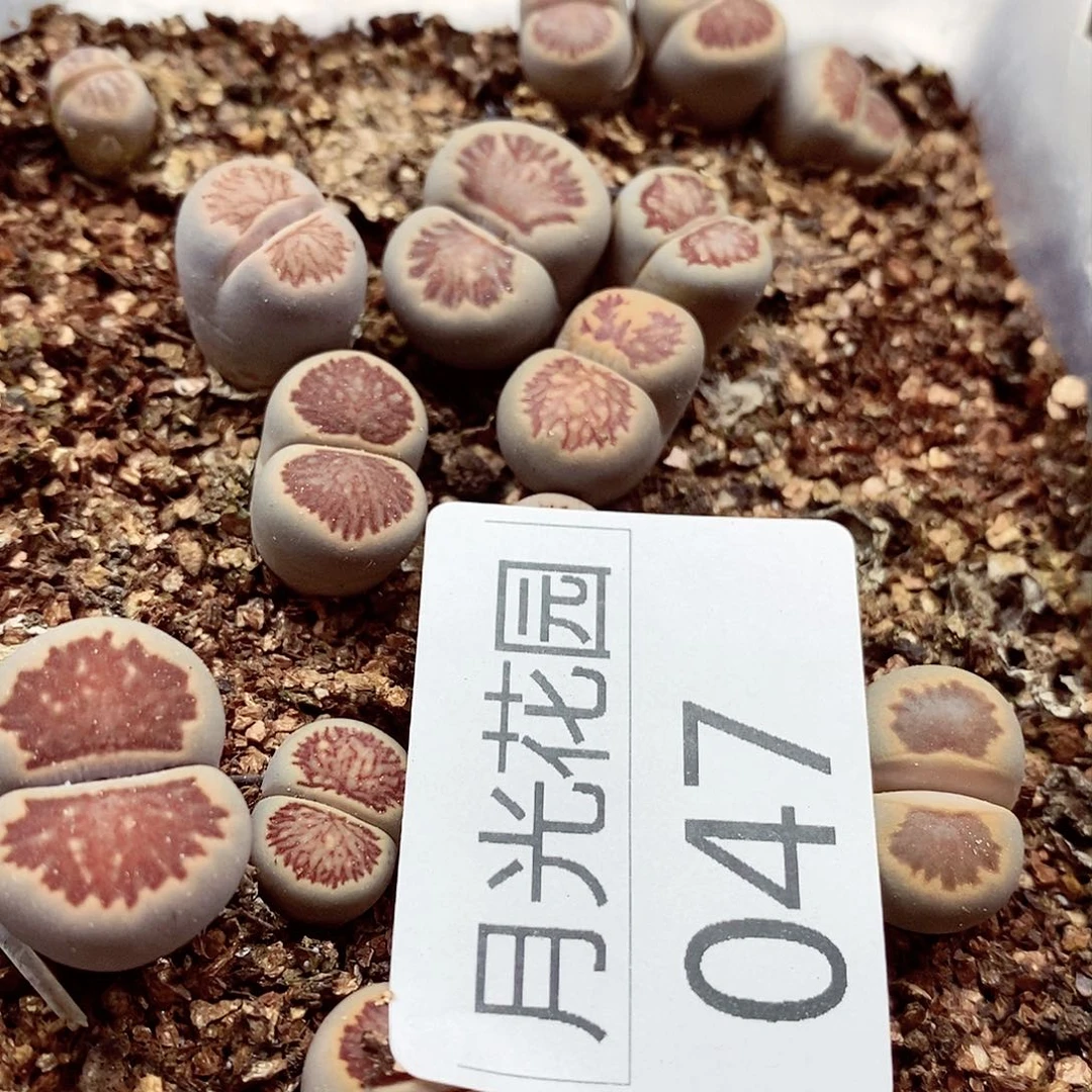 我还没有收到呢亲爱的亲爱的小047