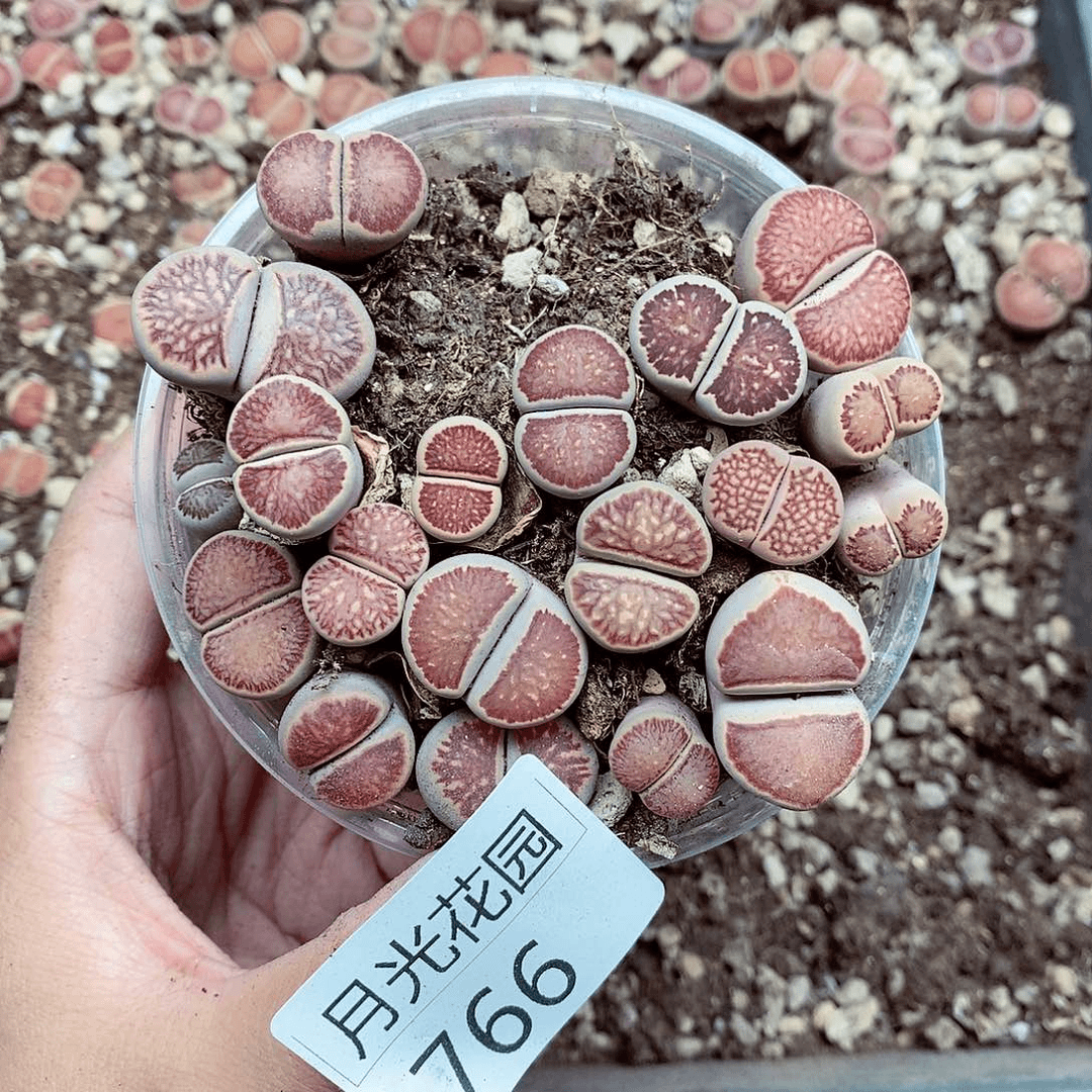 我是第一百个为妖刀应援的766