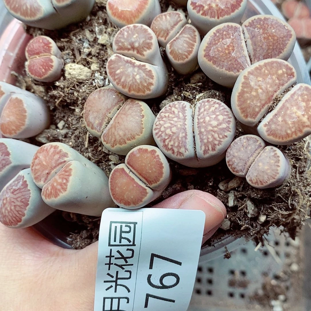 我还不确定了我给他们767