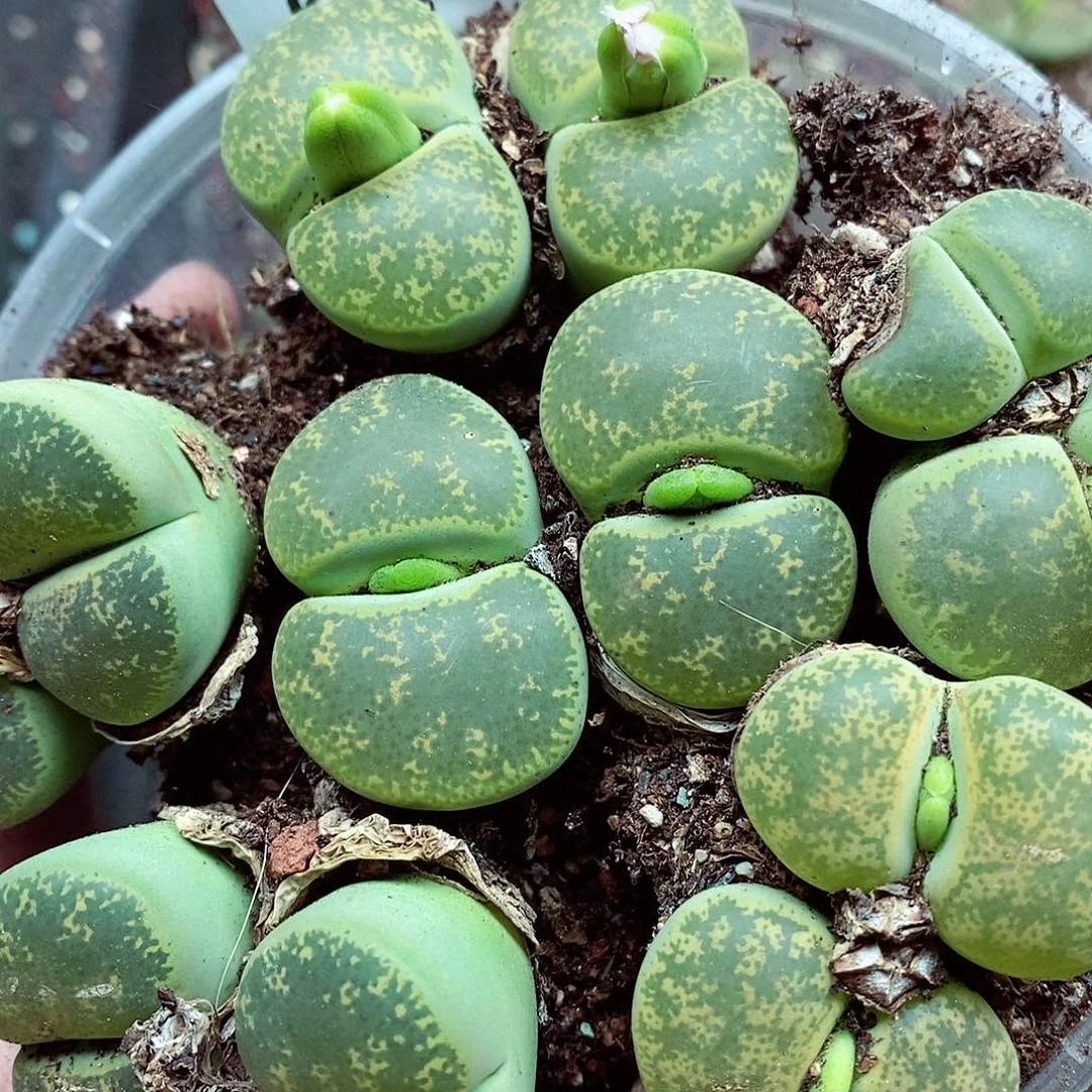 我还想和他们出去逛逛逛636