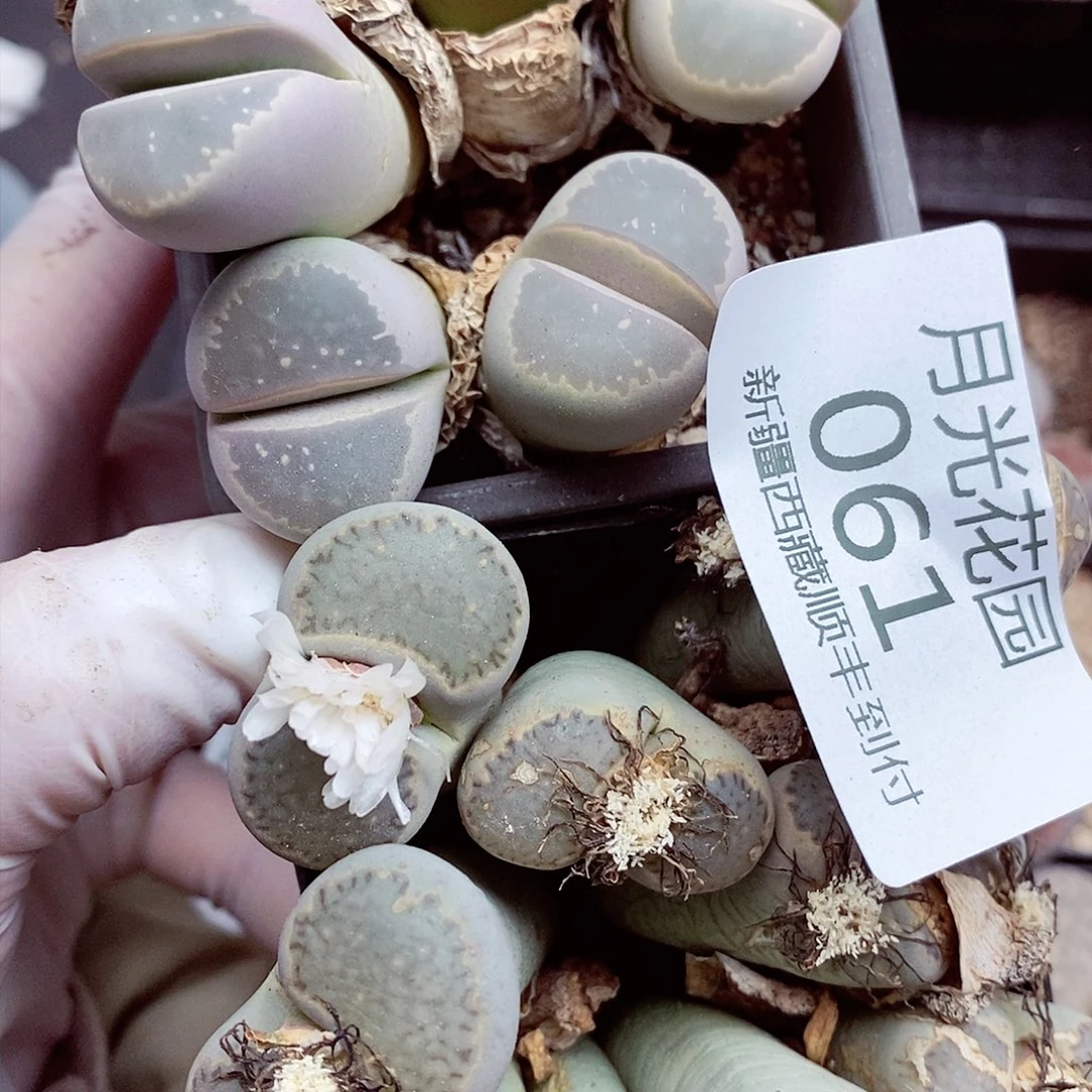 我想吃火锅呢亲爱061
