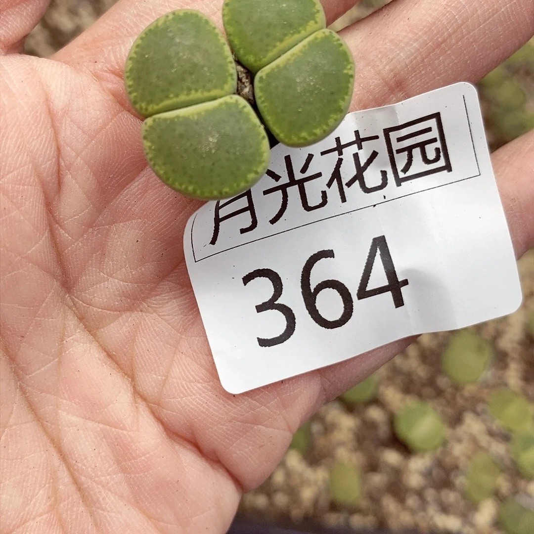 我的小伙伴在364