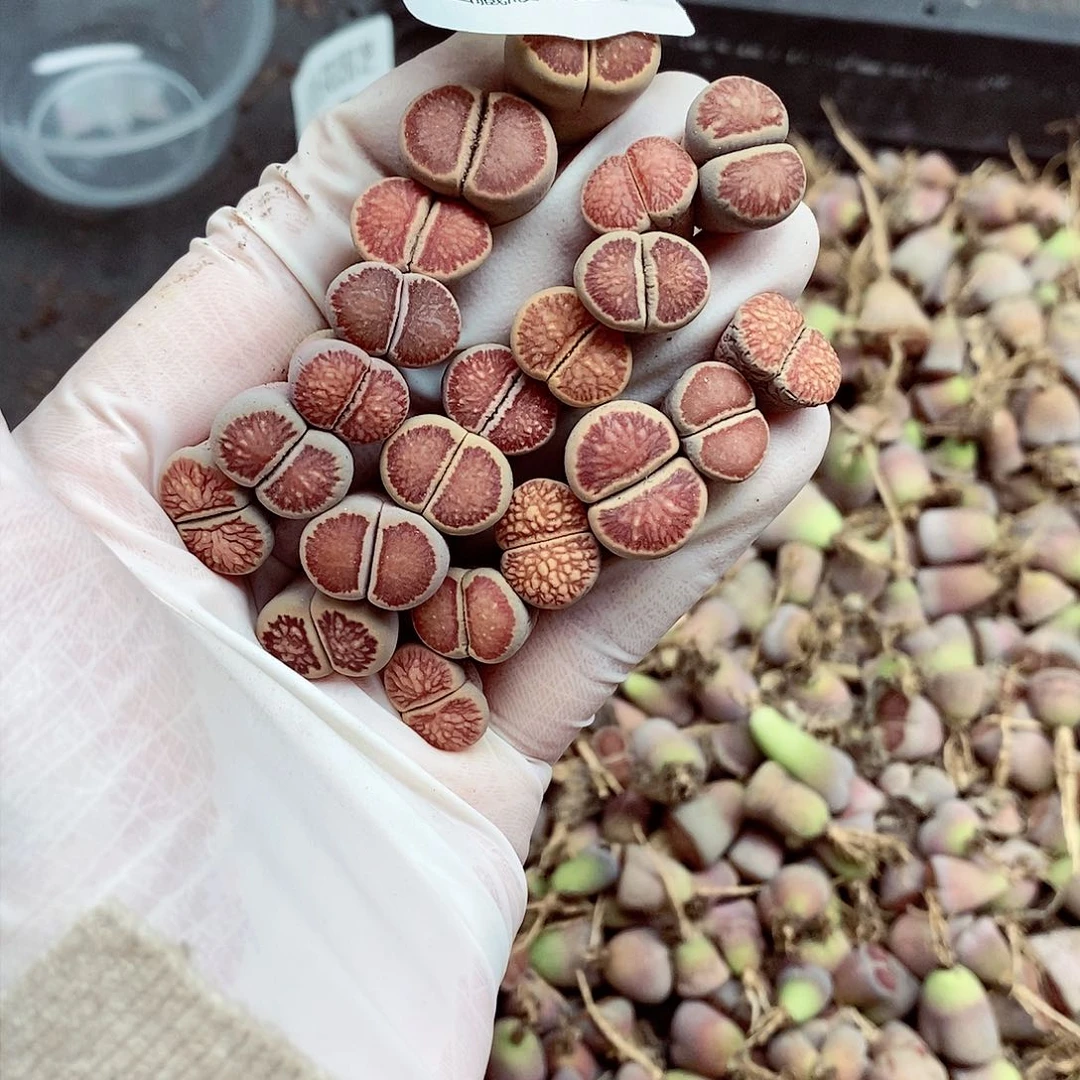 我要睡午觉的呢一分钟894