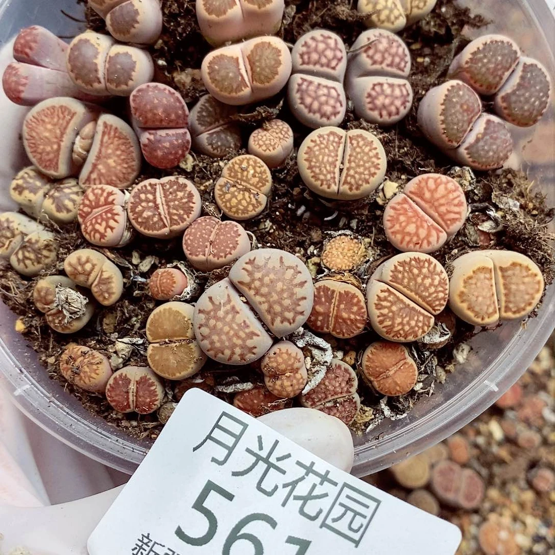 小**子我在想怎么做我就561