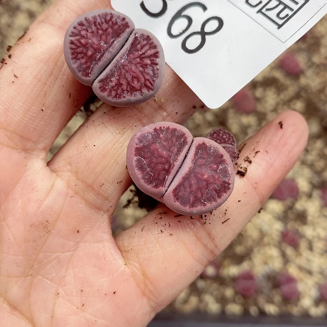 一****。我是第一百个为妖刀368