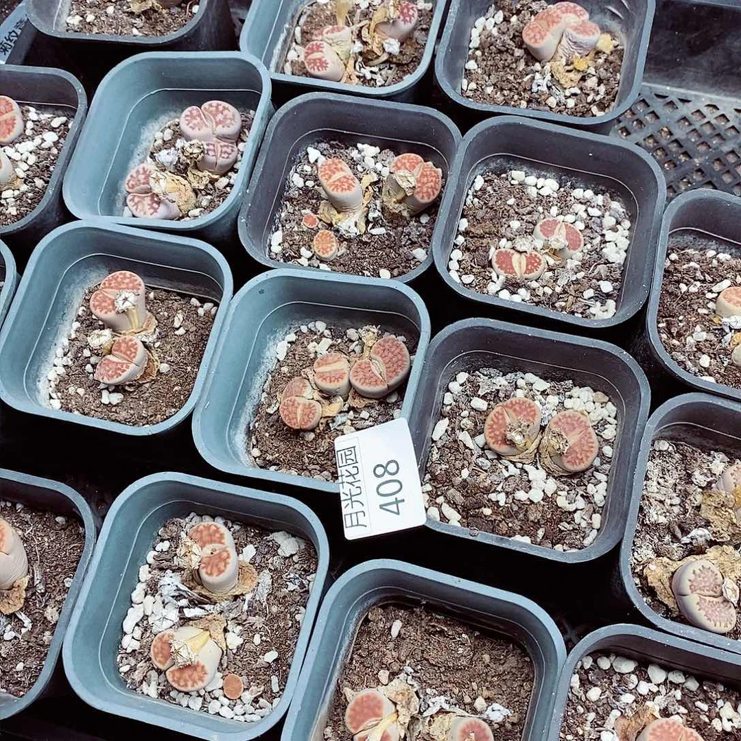 我是第一百个为妖刀应援408