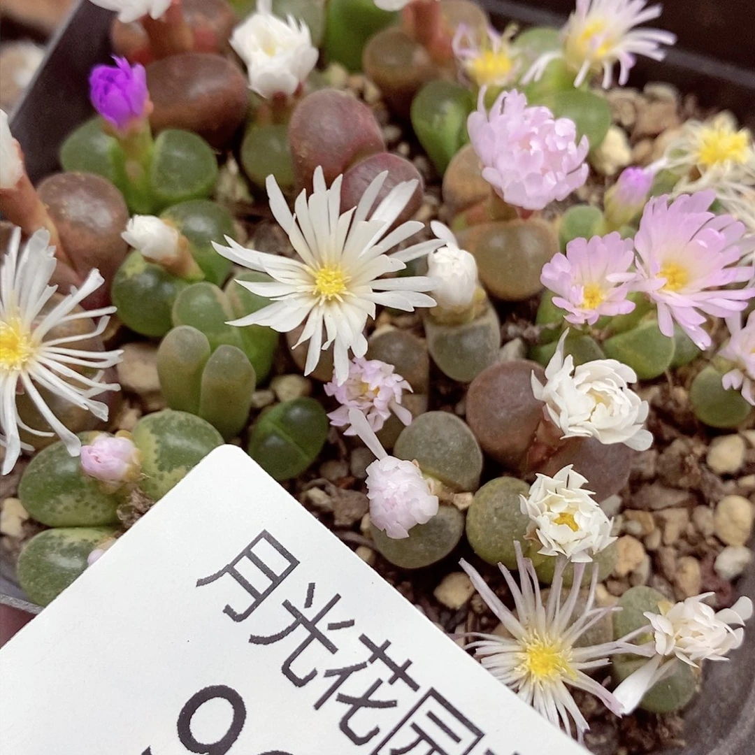 我想吃火锅呢亲爱960