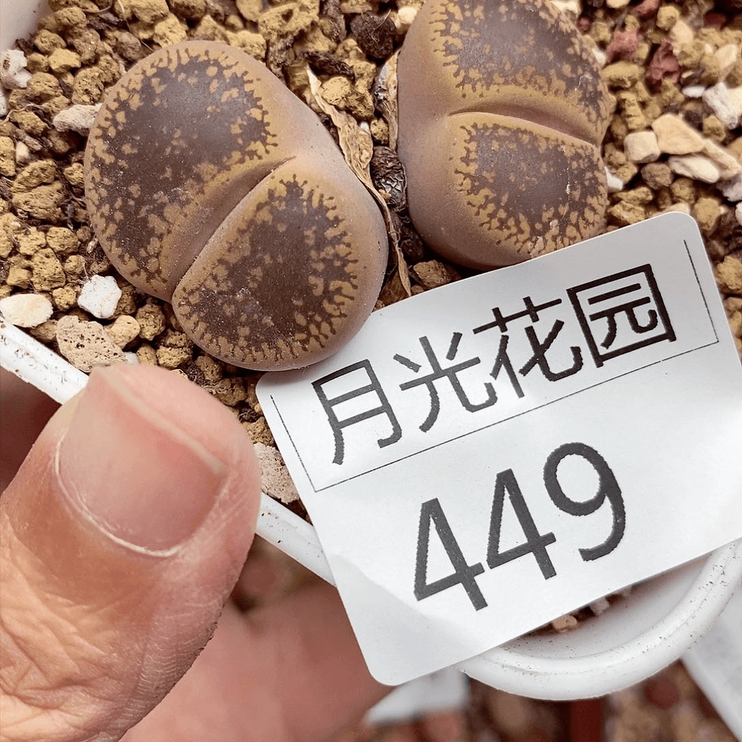 我是第一百个为妖449