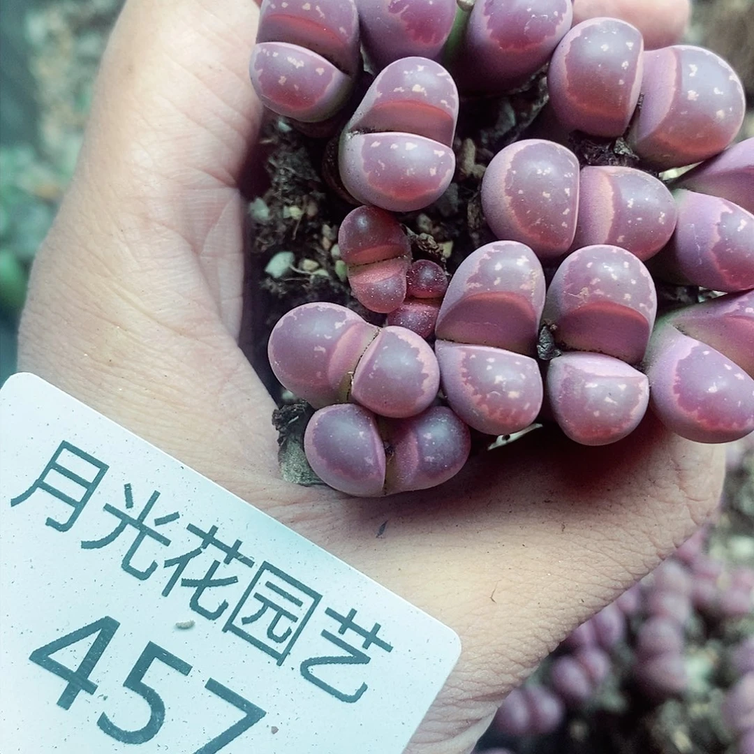 风*?我们就能一起吃饭聊天457