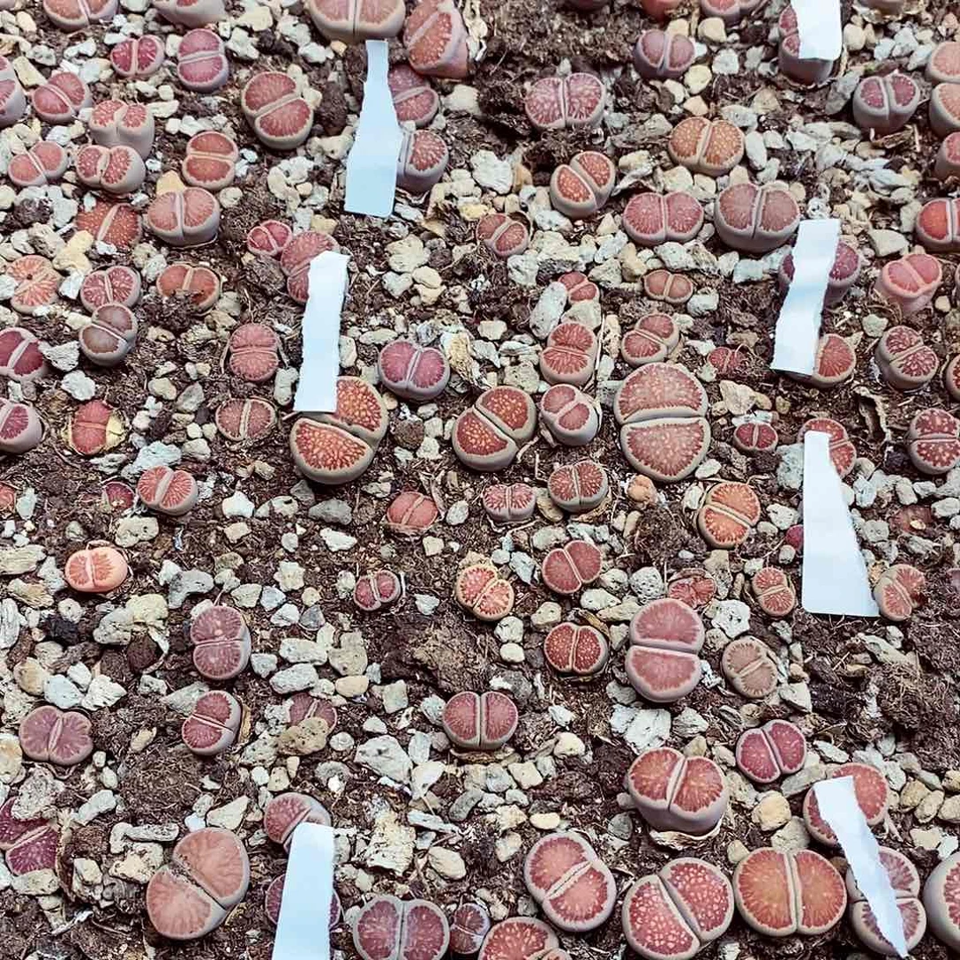 我还想和他们出去逛逛逛022