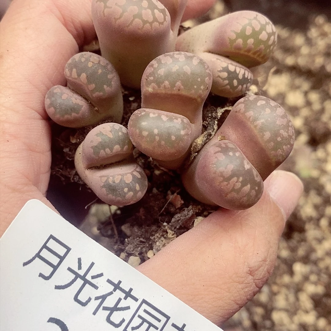 我要看电影啦嘻嘻看到这部380