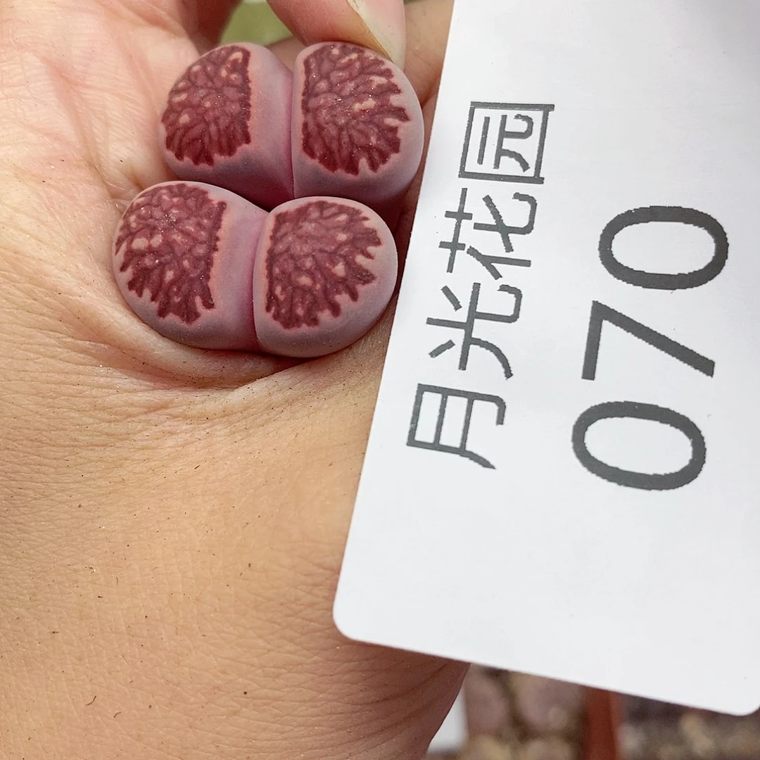 我是第一百个为妖刀070