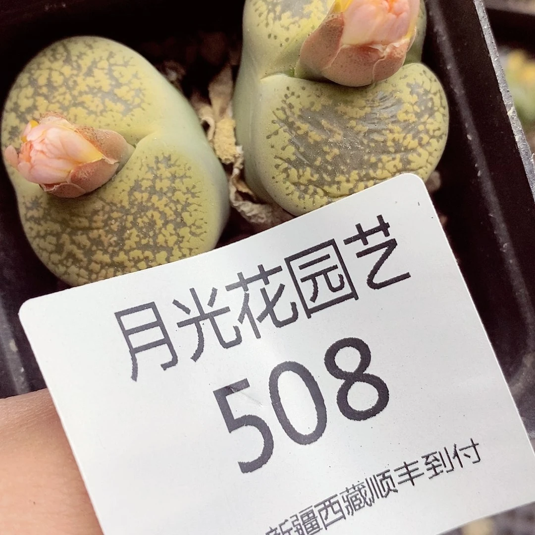 我还想再多待一下508