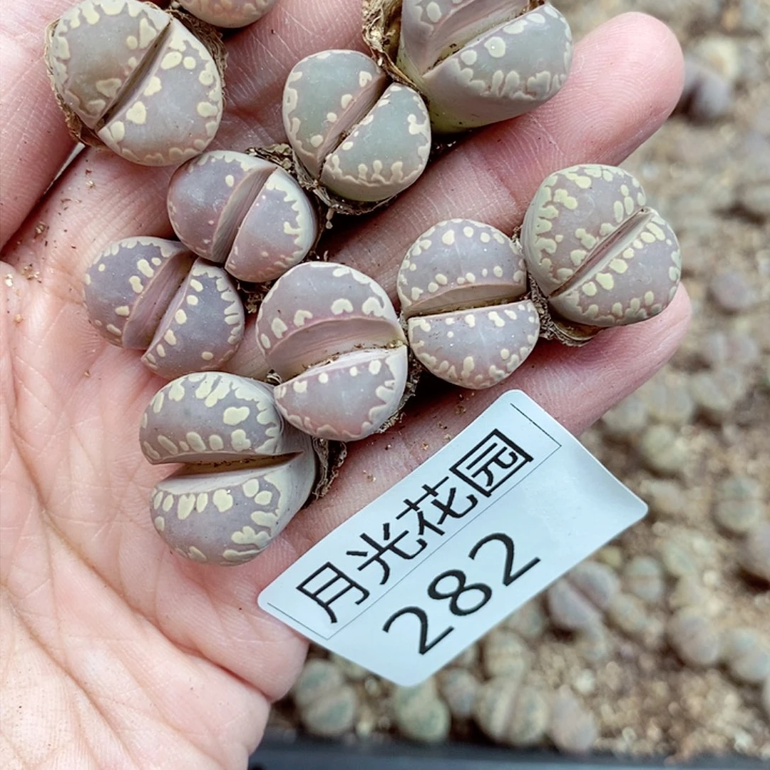 ?**?我是第一百个为妖282