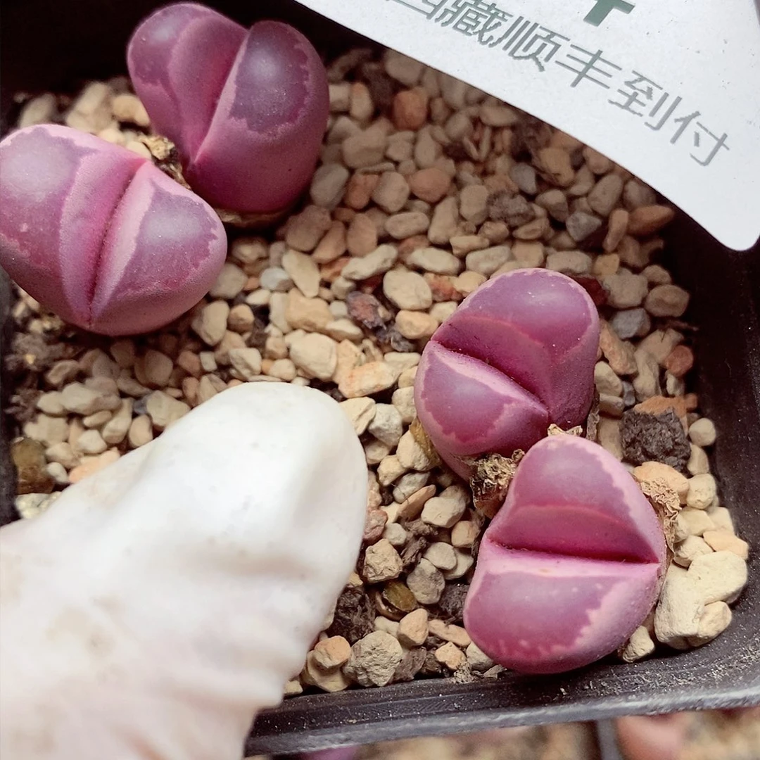 我想说我们不认识呀024