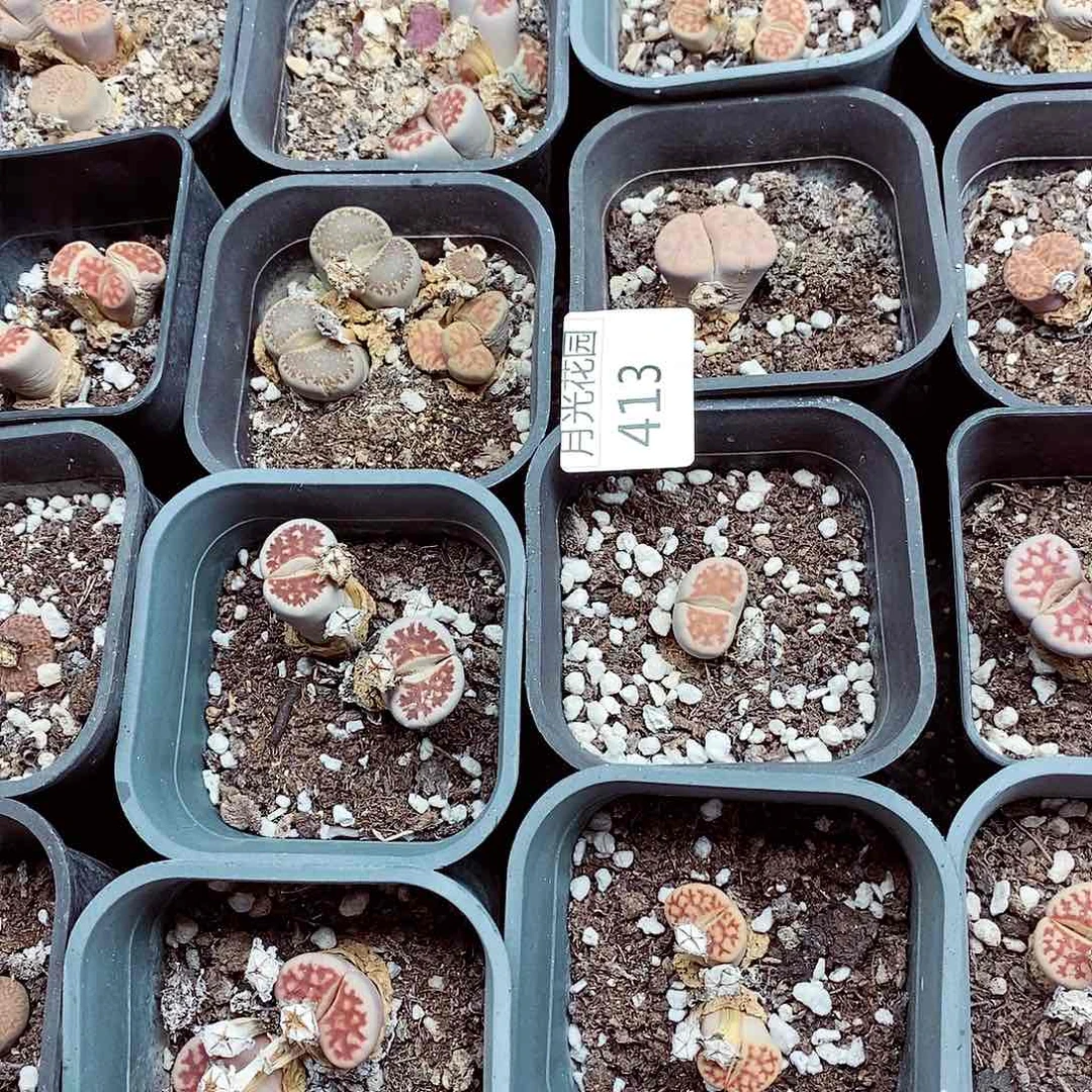 我是第一百个为妖刀413