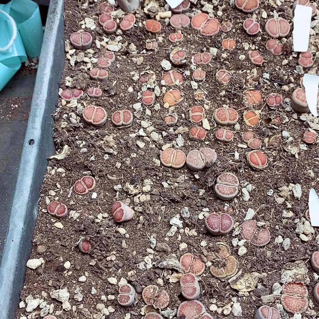 我说是在说吧还是去外面028