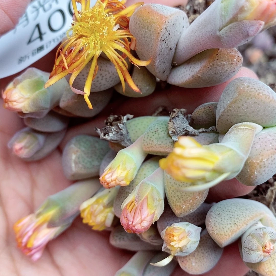 金***豆我还想和他们出去逛逛看看啊400