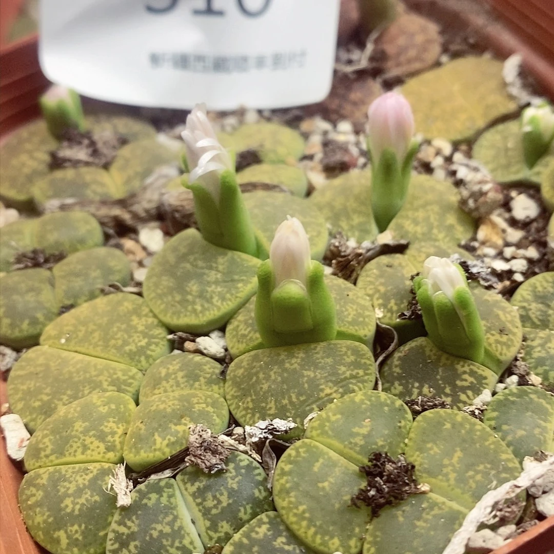 我也会有我最大愿望310