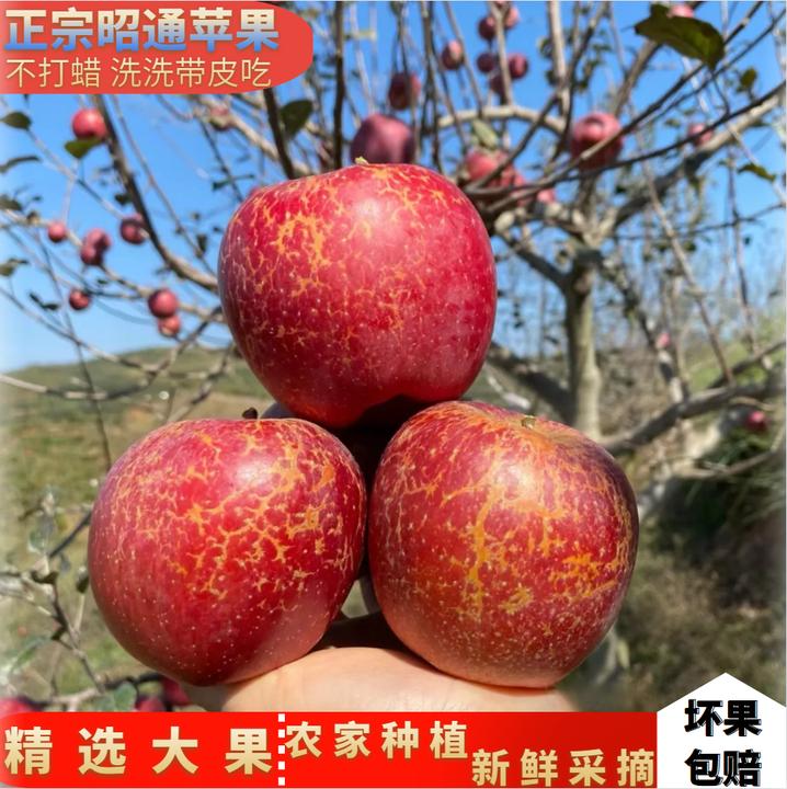 云南昭通冰糖心丑苹果新鲜水果脆甜多汁现摘现发原生态农家种植