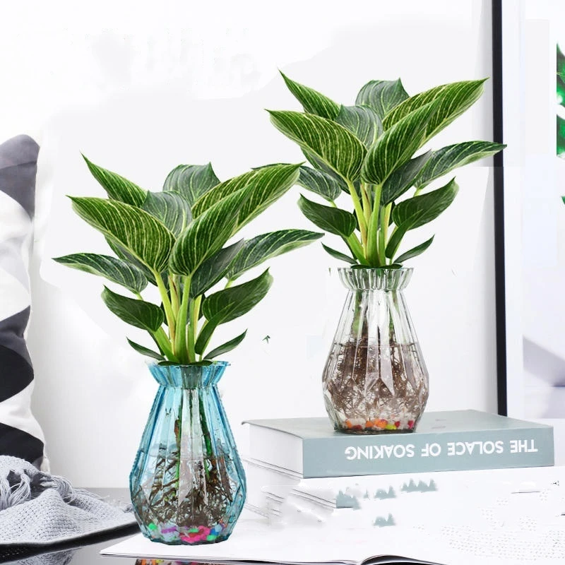 铂金钻盆栽曼绿绒简约水培花卉绿植