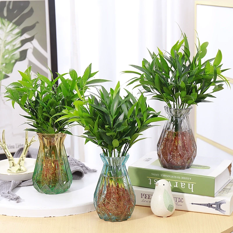 竹柏水培植物花卉盆栽