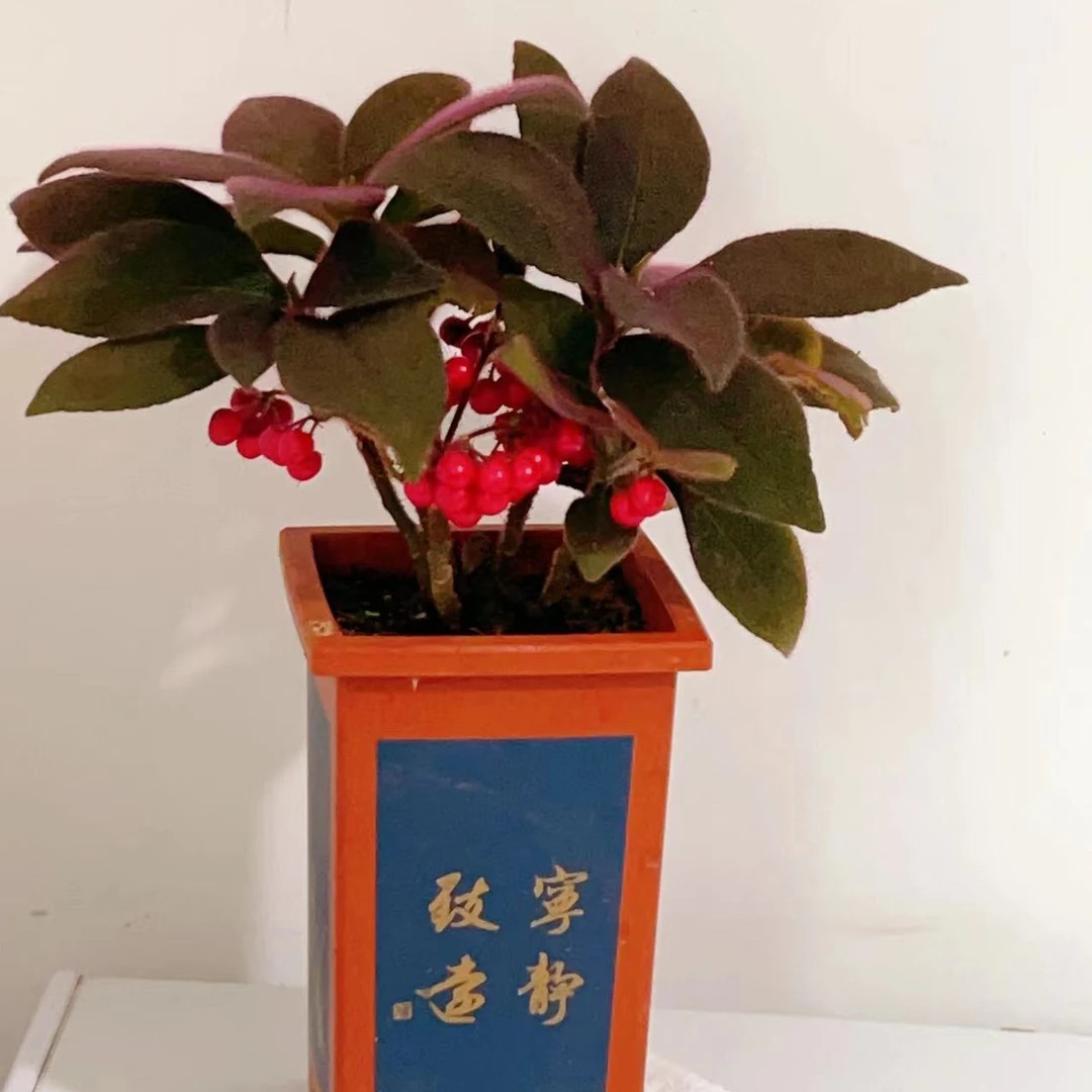 虎舌红盆栽好养原盆发货花期带花果期带果客厅阻台小盆桌摆观赏