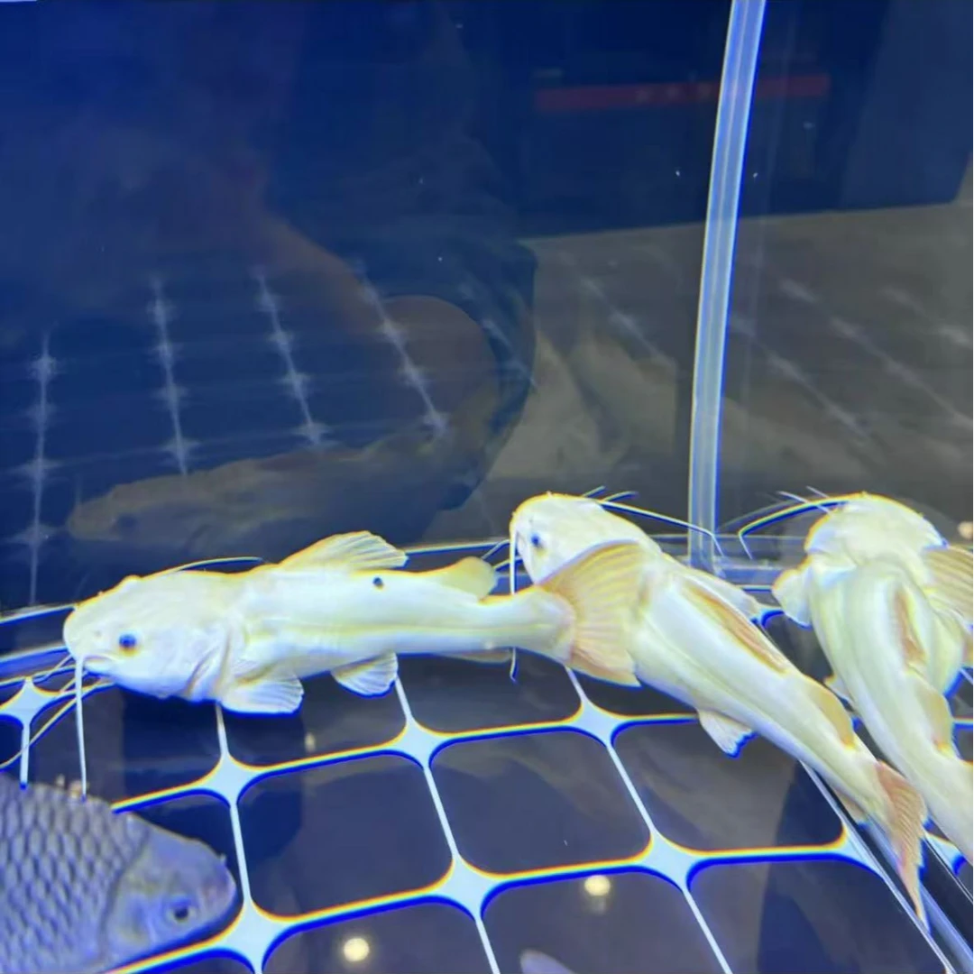 黄金招财猫观赏鱼鱼种