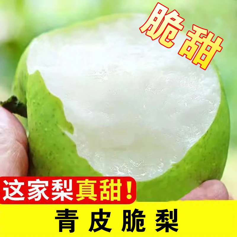 安徽砀山梨脆甜梨砀山梨带箱产地直发水果皮薄清脆爽口汁水好吃