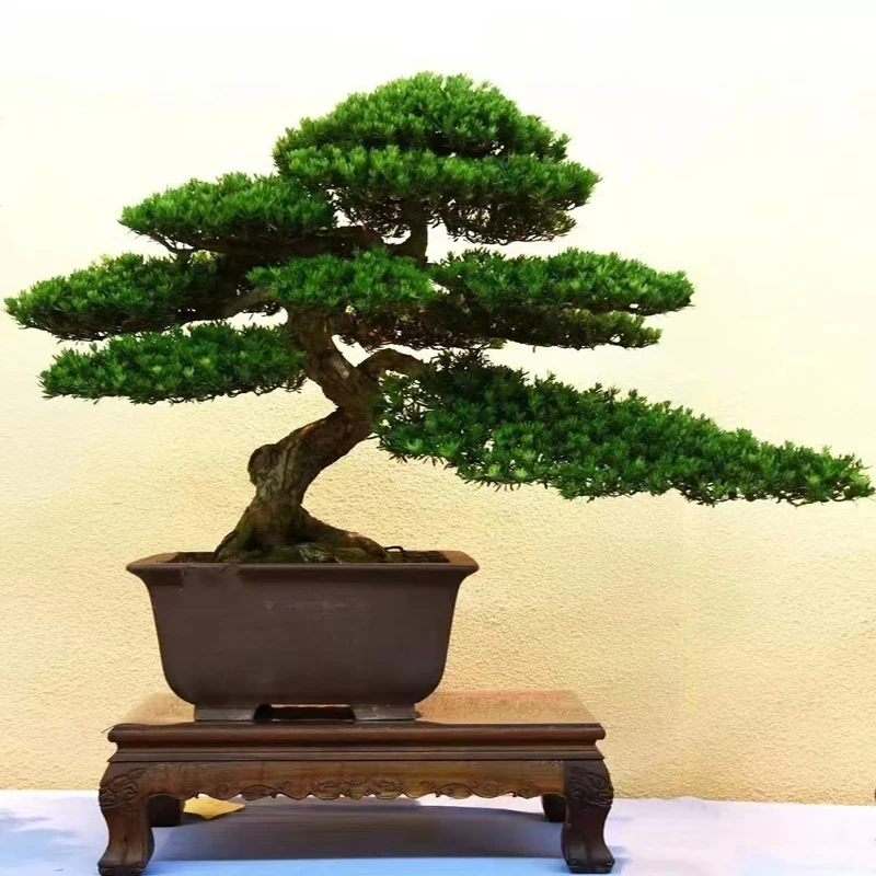 请勿盲拍罗汉松盆景老桩文人迎客松真柏室内室外造型盆栽高端绿植