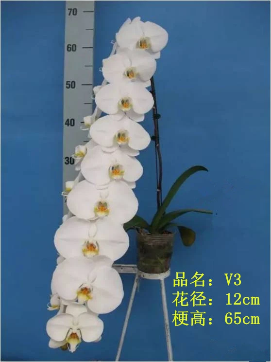 蝴蝶兰v3大白3.5寸种苗1株（只是苗）