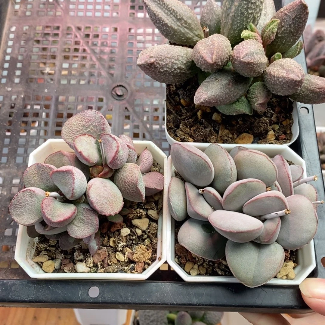 灵宇妈妈专拍水泡多肉植物