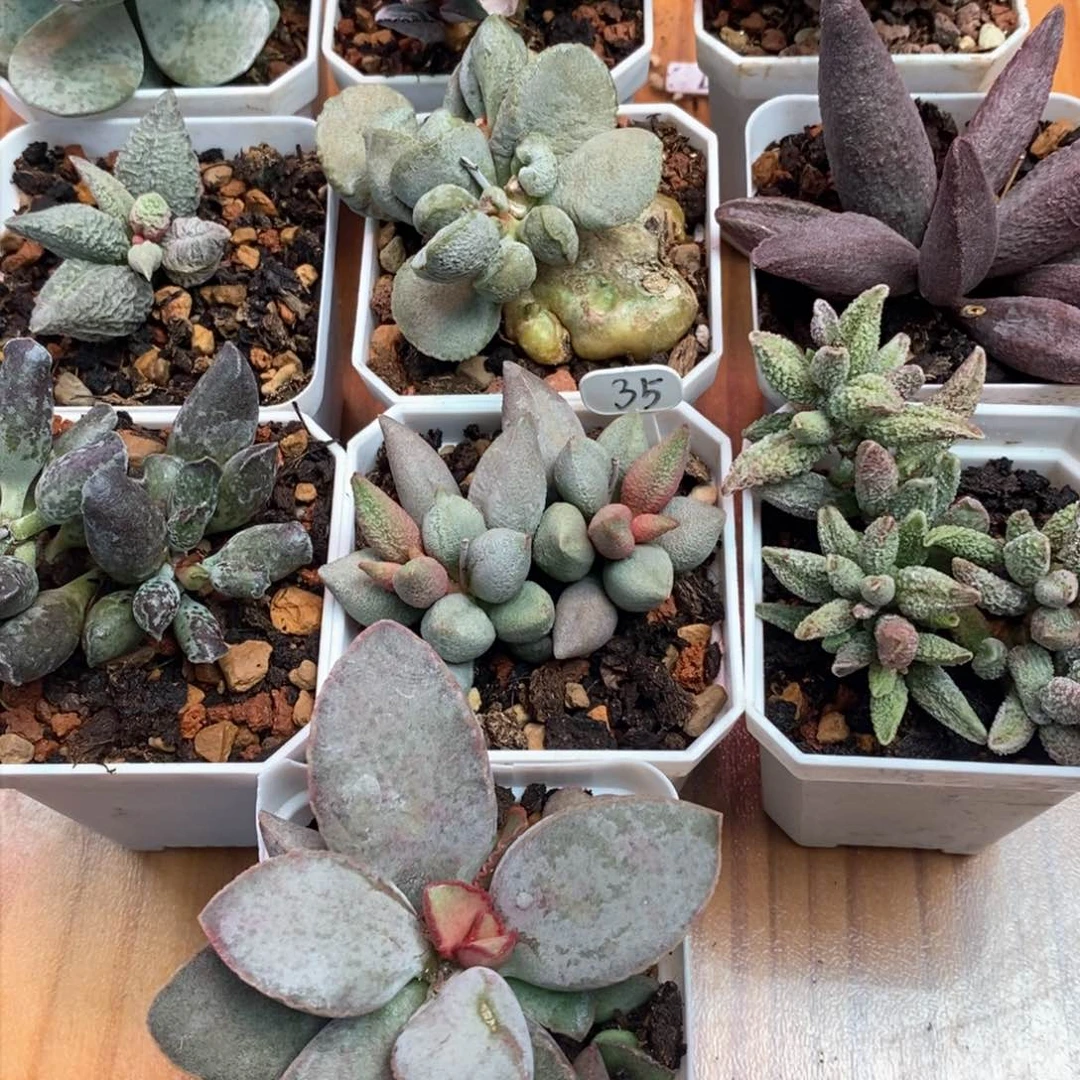 福**具福见花友专拍链接水泡多肉植物