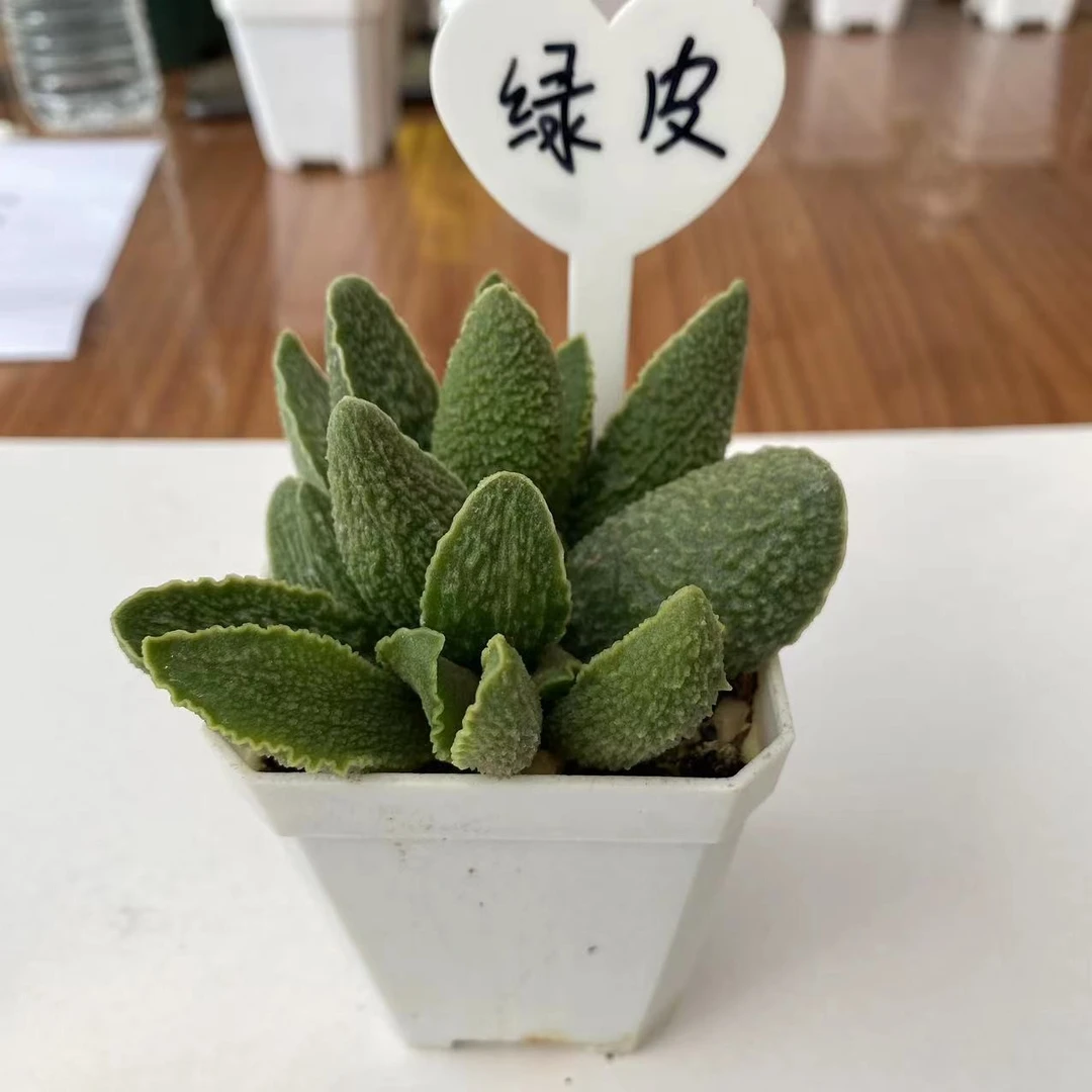 【绿皮】7cm白方盆精品小型稀有美观爆款水泡多肉