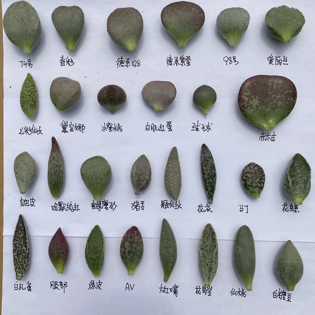 新手必入30个叶片水泡无根多肉植物